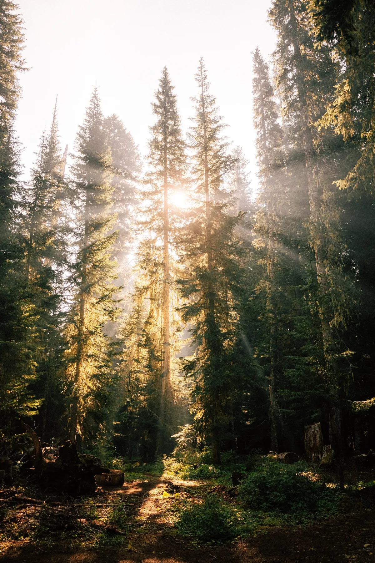 I hiked 2650 miles from Mexico to Canada on the Pacific Crest Trail