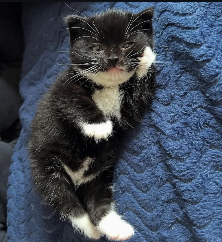 my tiny round girl!!!! cleo 🥰