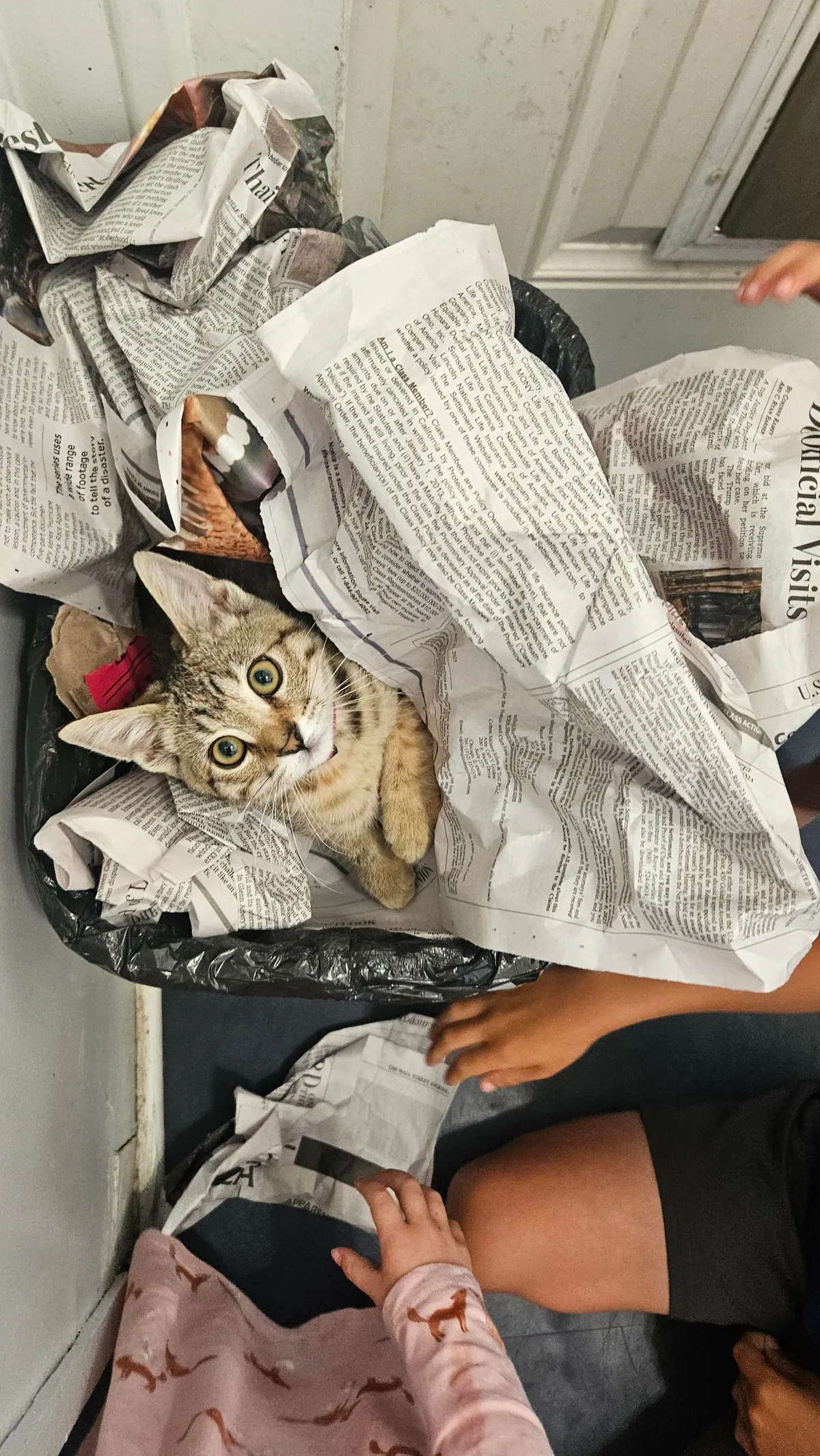 My sweet kitten crossed the rainbow bride today. Thought you all would appreciate some photos of our Mochi girl