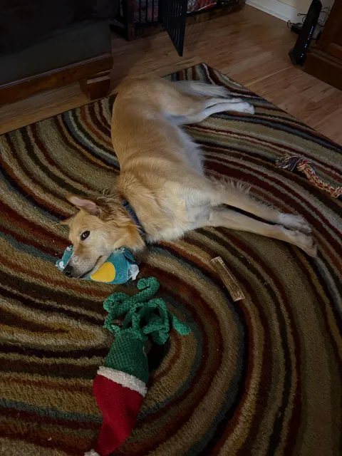 When you're tired enough, anything is a pillow.