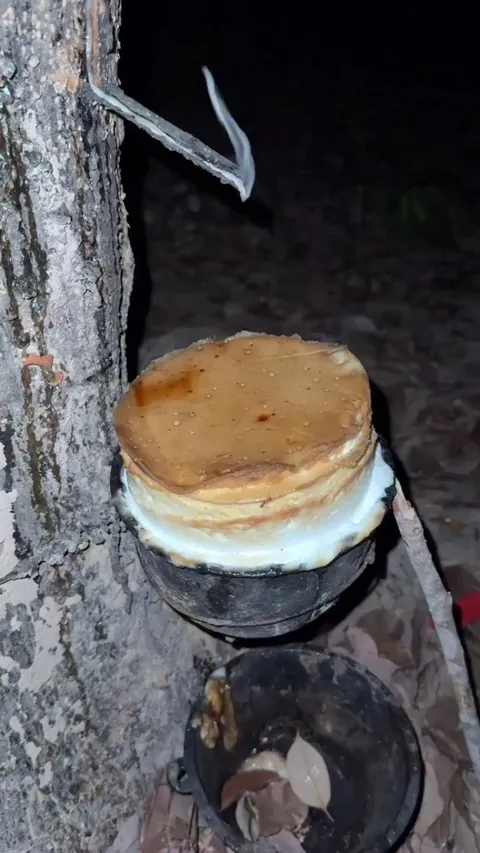 Tapping latex from a tree