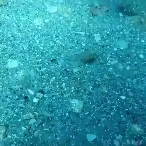 🔥This peacock flounder’s camouflaging ability