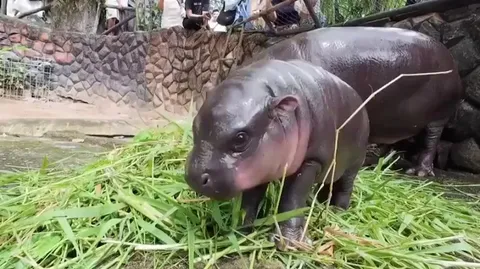 Meet Moo Deng ("bouncy pork"), viral baby pygmy hippo. Here she is mimicking her mother eat, she is too young to eat solid vegetation. 