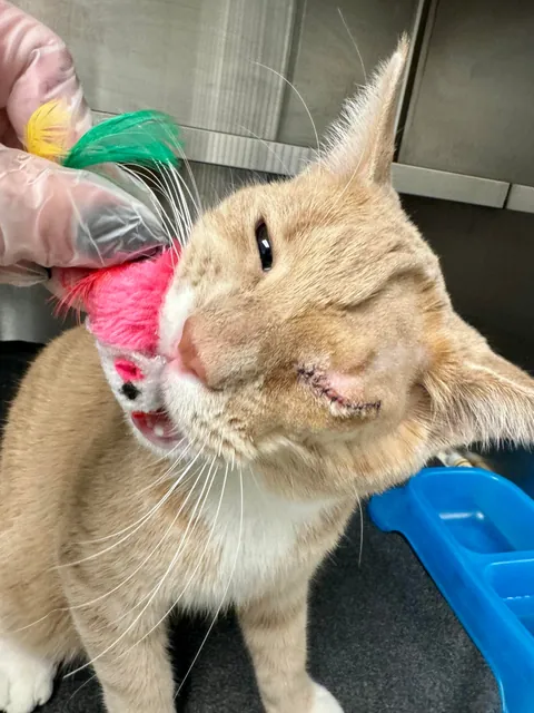 Im a shelter vet tech and my friend Atlas is feeling good after his procedure!