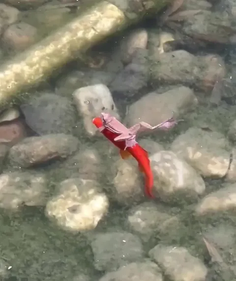 lazy frog traveling on kind fish