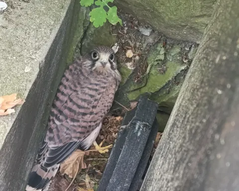 A young kestrel crash landed behind my trash can