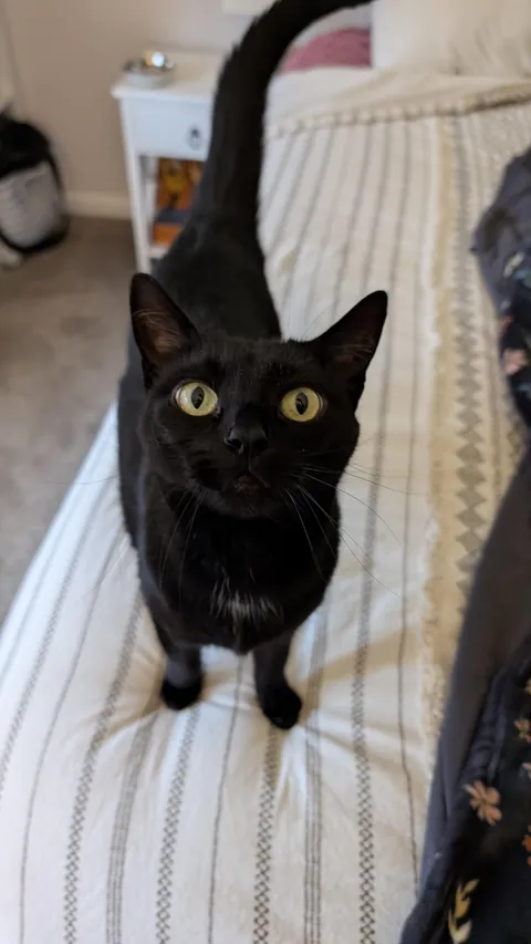 If you don't pet her while walking by she SCREAMS 🖤