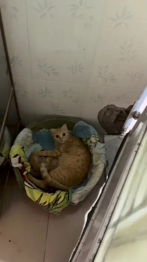 My orange cat just gave birth to 4 tiny sausages!!!