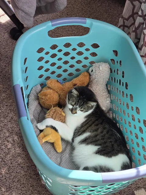 My little tiger with his little lion.