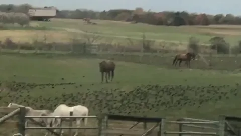 Horse playing with birds