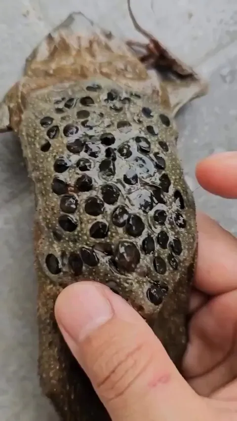 The Surinam Toad has one of the strangest birth methods in the animal kingdom. Babies erupt from a cluster of tiny holes in their mother’s back.