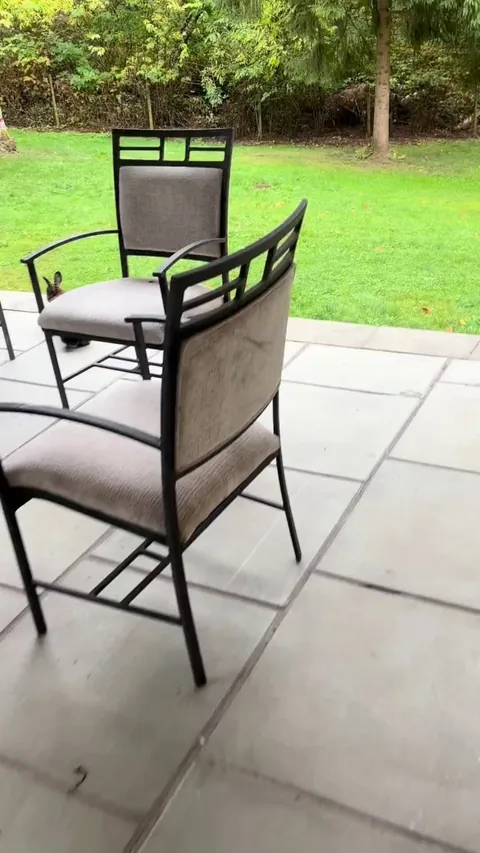 Cat thinks he’s some type of body guard