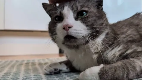 One of my fosters purrs like a dosimeter!