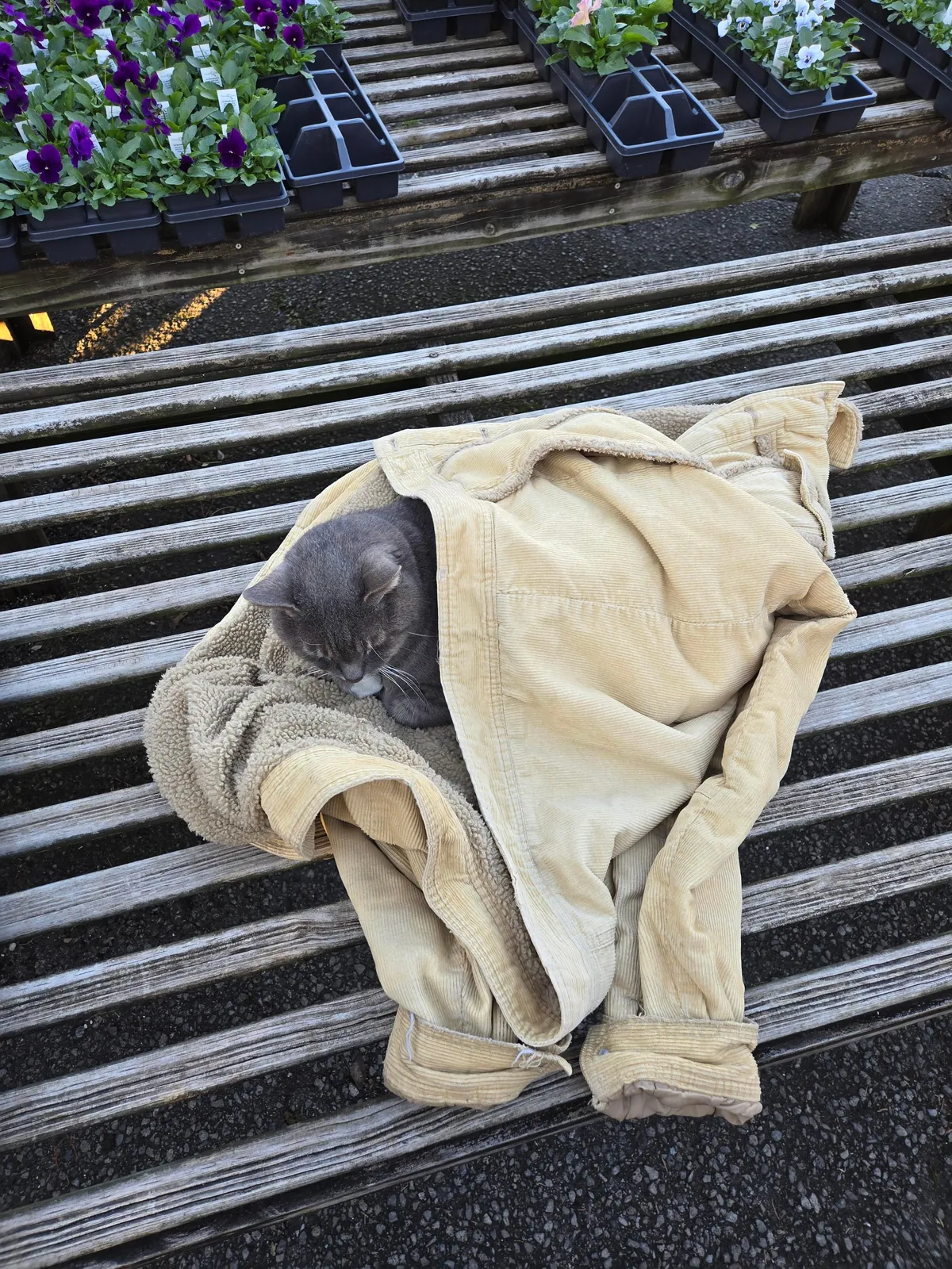 Someone wrapped up the cat at my local garden shop and left their jacket.