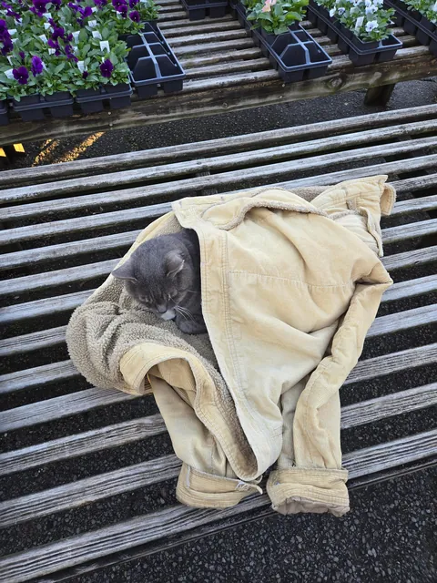 Someone wrapped up the cat at my local garden shop and left their jacket.