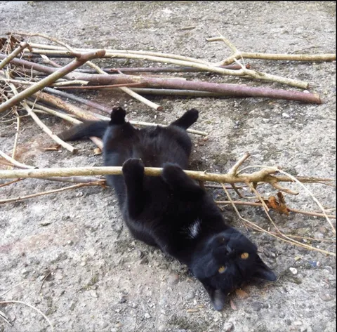 The Many Moods of Lola