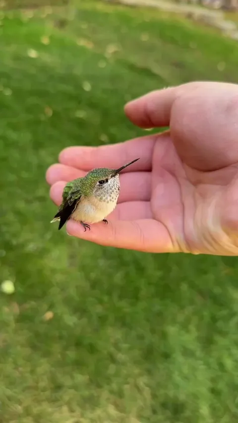 Domesticated hummingbird makes me in awe every time