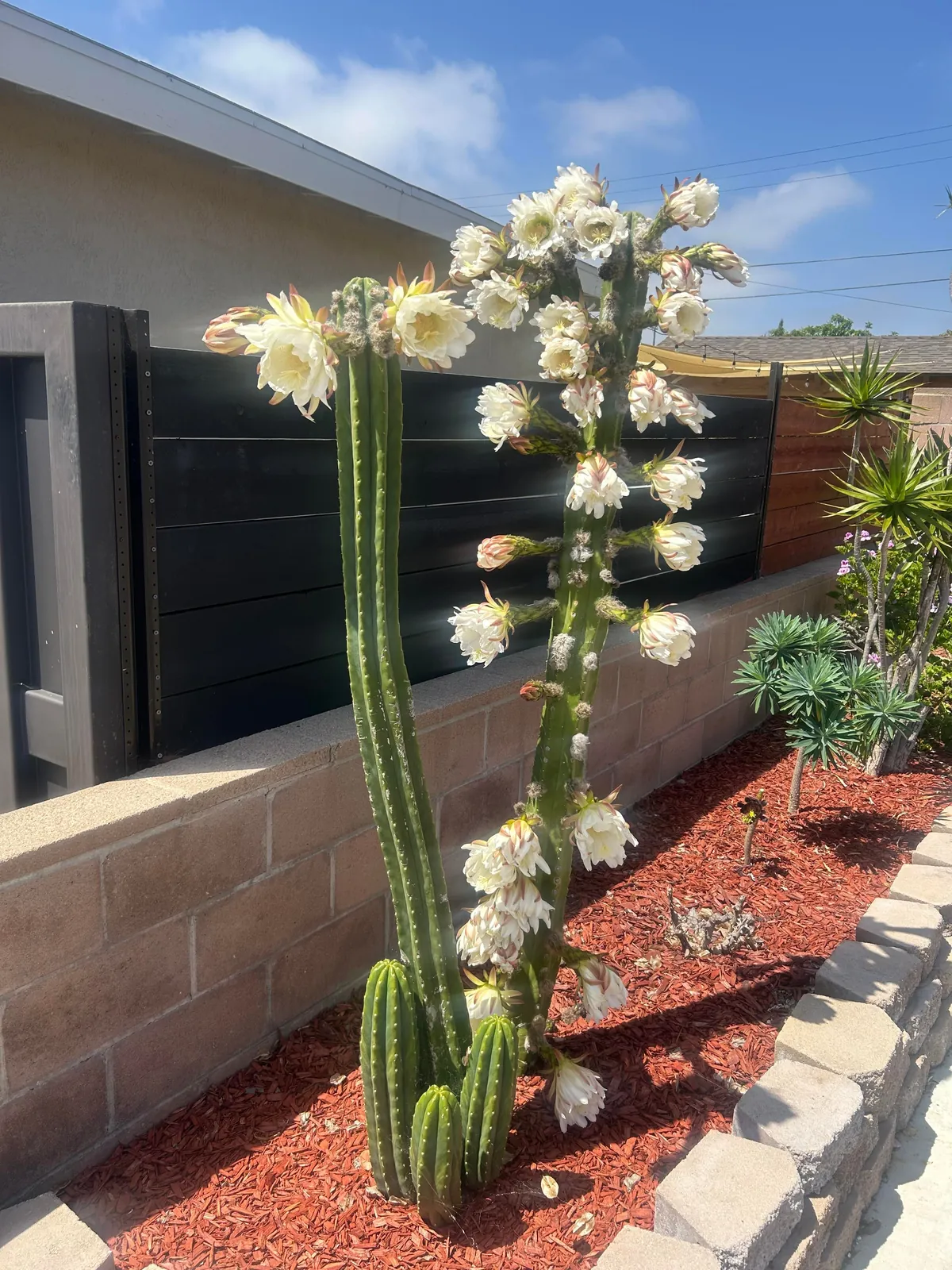 Thought I’d post my cacti