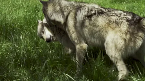 🔥 Grey Wolf asserting dominance over its pack mate