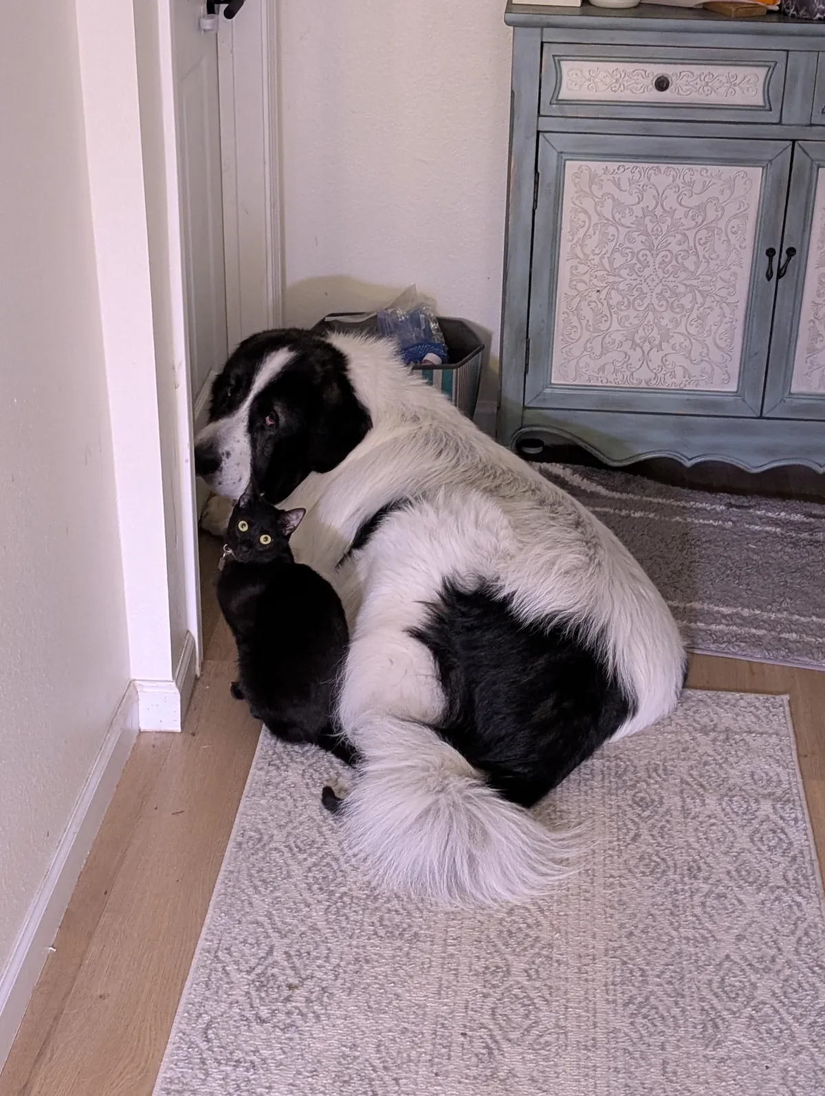 One year ago, I adopted my very first cat!