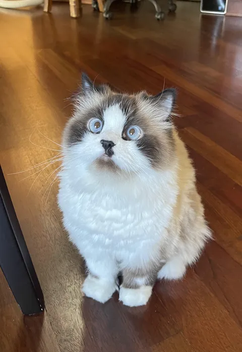 Every morning I wake up to this ball of floof begging for treats. She deserves all the treats.