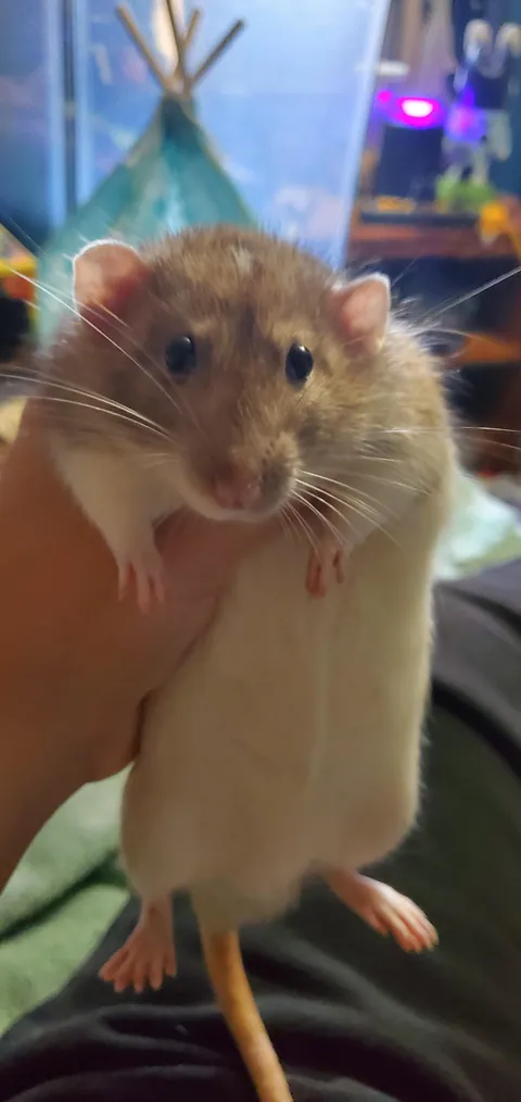 Why is he a rectangle