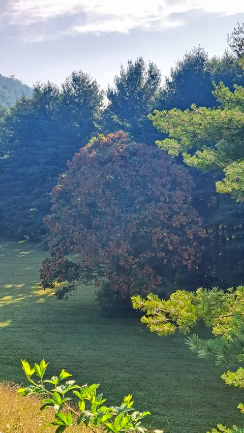 17 Year cicadas really liked this particular tree.
