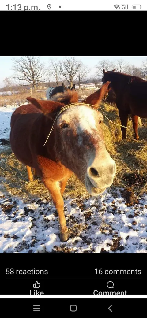 It’s Bill’s 34th Birthday!! Please boop his little Mule Snoot😍😍😍❤️❤️