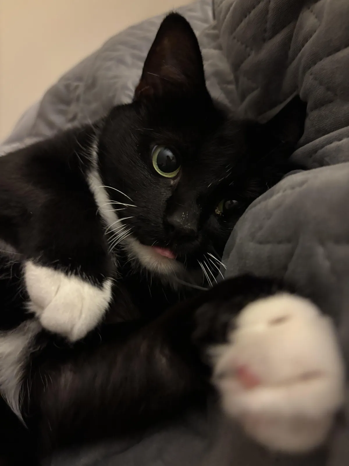 Does anyone else’s cat sleep with them every night?