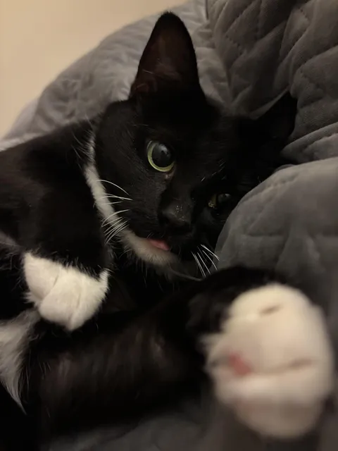 Does anyone else’s cat sleep with them every night?