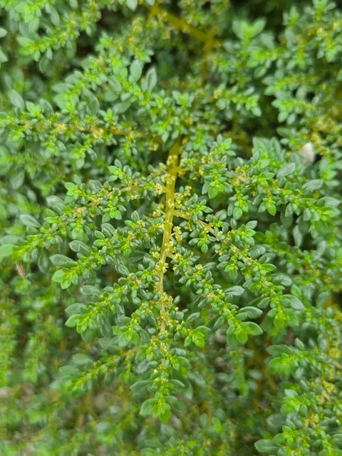 Is this weed growing at the base of this rock an adorable edition or nah? Mom wants to end its life, I'm playing defense lawyer.