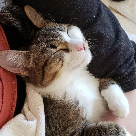 Happiness is warm cozy kittens 🩷