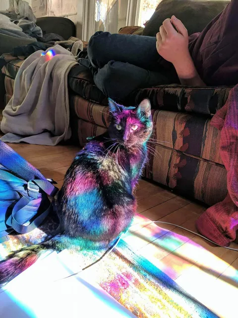 PsBattle: this cat bathed in light from a stained glass window.