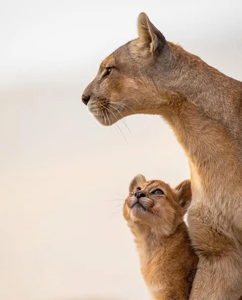 Beauty of Wildlife: A cub looks at her mother with admiration