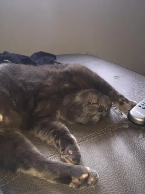 Saying goodbye to my first born feline son tomorrow after 10 years together