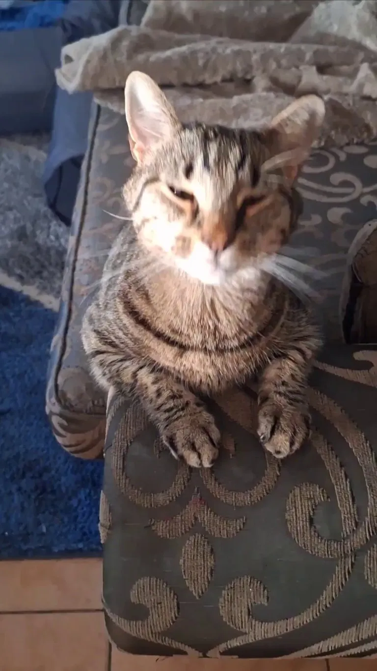 Would you give him pats?