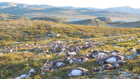 Lightning Strike Kills More Than 300 Reindeer in Norway (2016)