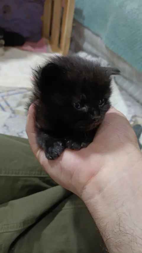 Hiii adopting this little burnt nugget, name suggestions pls!! It's a girl &lt;3