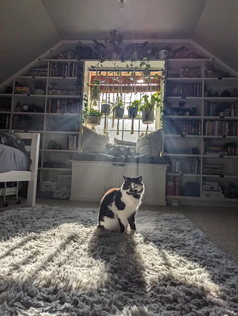 my cozy book book (and my cat)