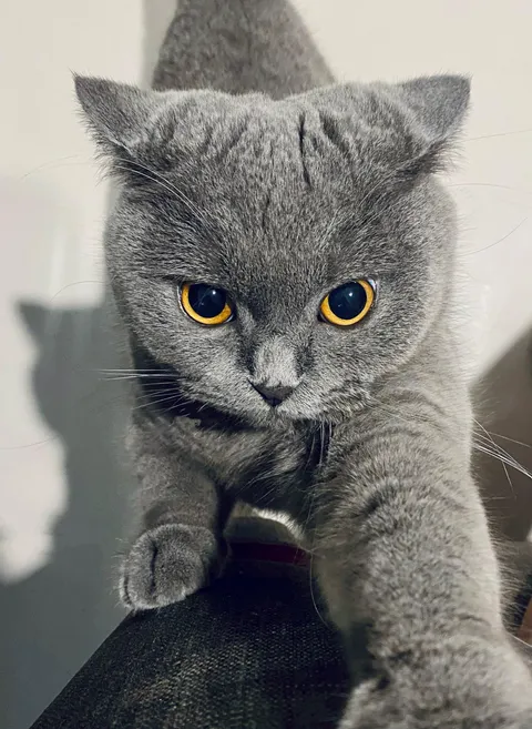 I asked her not to wreck my couch. Of course, she destroyed it even more.