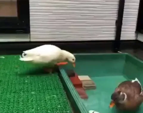 What the flipping duck?!