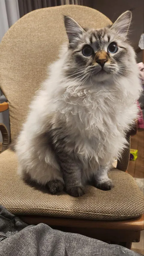 Just a photo of my cat