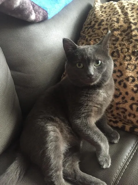 Saying goodbye to my first born feline son tomorrow after 10 years together