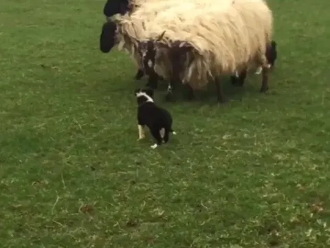 Sheep dog puppy's first day on the job 🐑