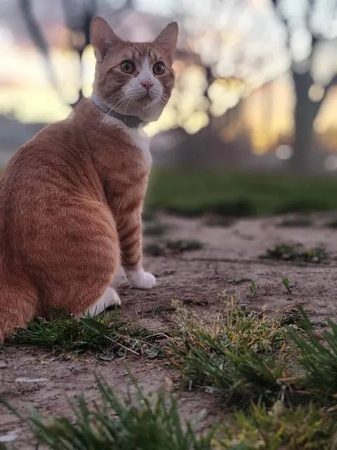 Took surprisingly good pics of my cat on a walk today, met a friend 🥰