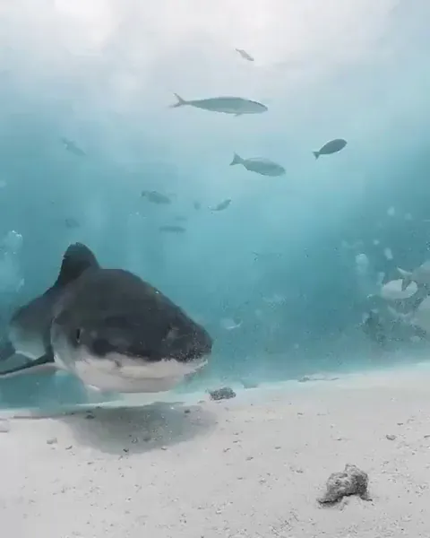 Shark swallows diver's camera, captures video inside its body