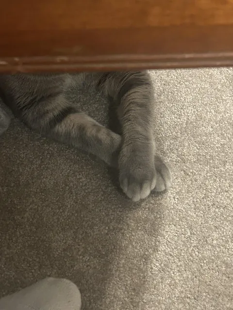 Does anyone else live with a Distinguished Kitty?