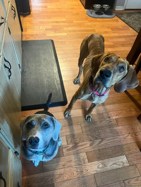 Bambi is getting so much love on her mystery 100% plott hound post so I’d thought I’d share a little more🥰