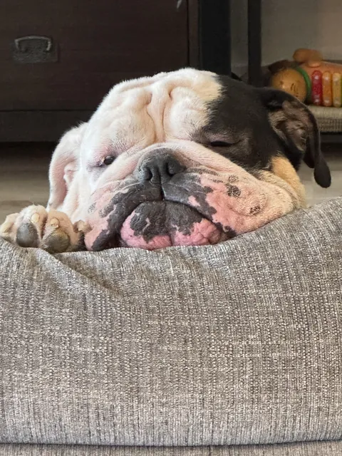 This is Lola and that’s her spot on the couch.