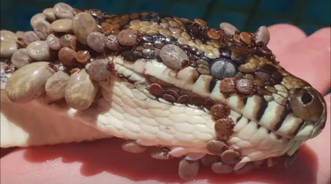 Python covered with ticks.